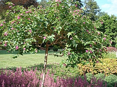 171 Longwood Gardens [2008 August 23]